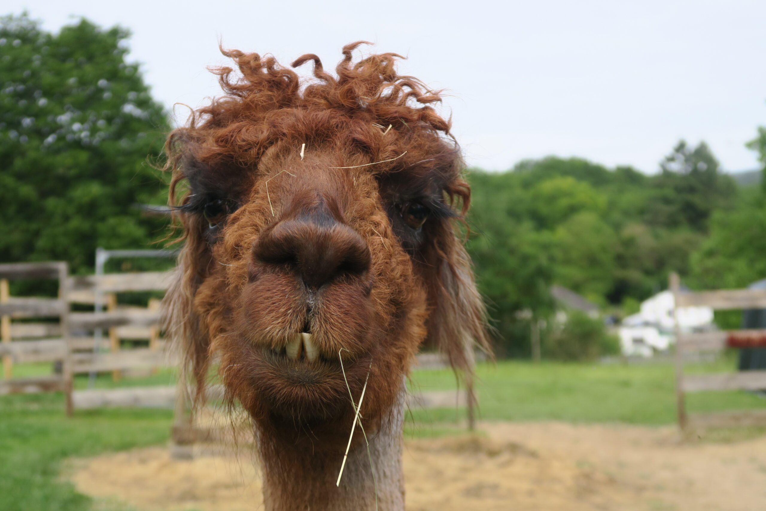 Das Bild zeigt ein Lama mit braunem Fell. Die Frisur ist zottelig und das Lama zeigt seine Zähne.