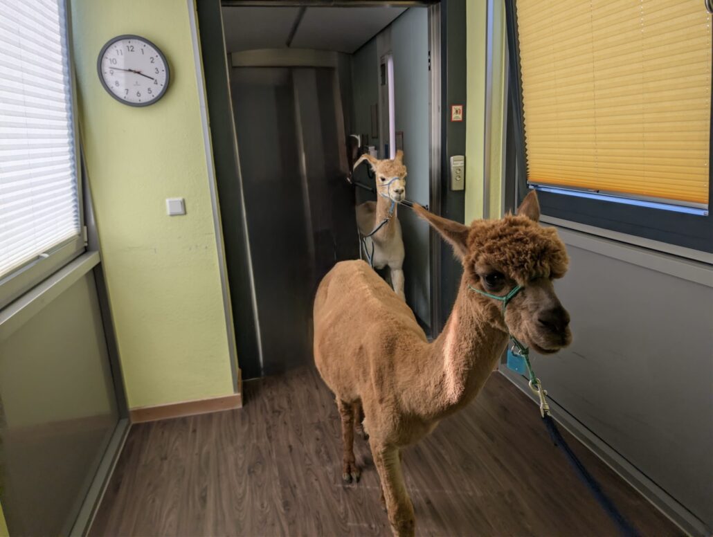 Tierischer Besuch - Alpakas im Seniorenzentrum Laubach