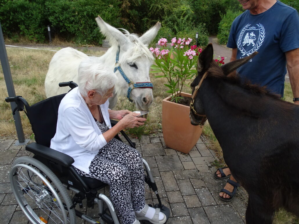 Seniorin im Rollstuhl füttert einen weißen Esel.