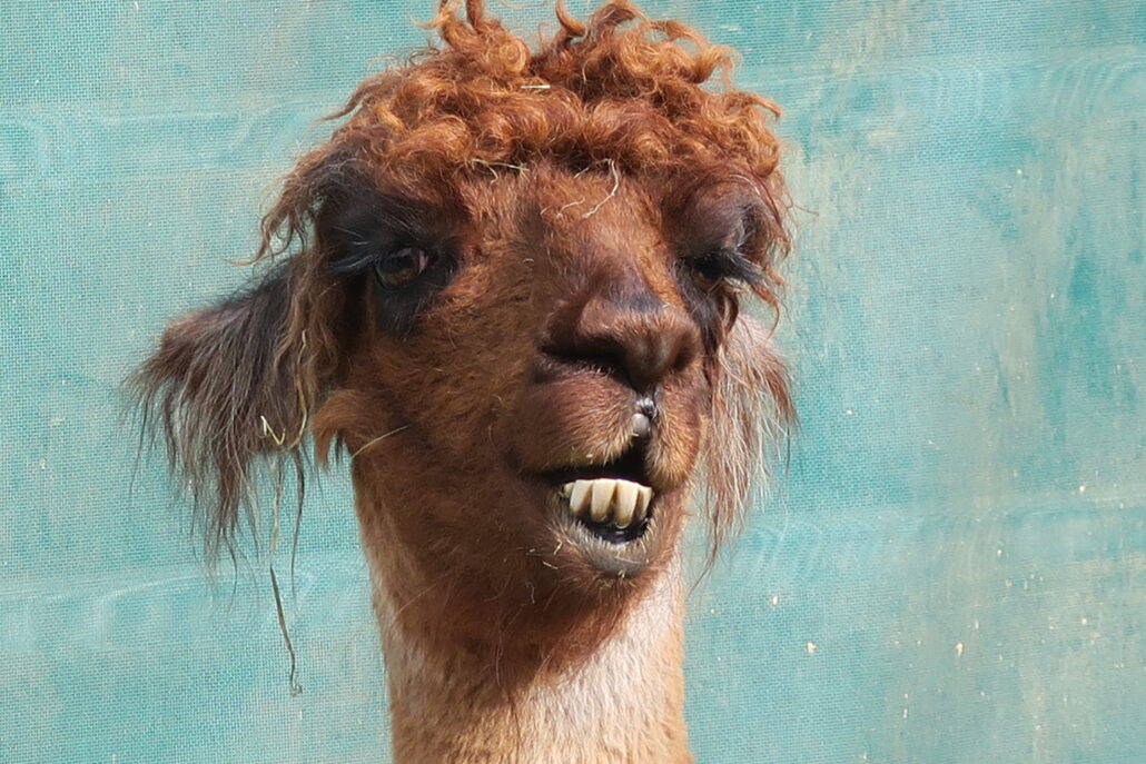 Auf dem Bild ist ein rotbraunes Lama zusehen. Günther. Er guckt in die Kamera, hat einen Lockenkopf, lange schwarze Wimpern, dunkle Augen. Der Mund ist geöffnet. Er zeigt seine untere Zahnreihe.