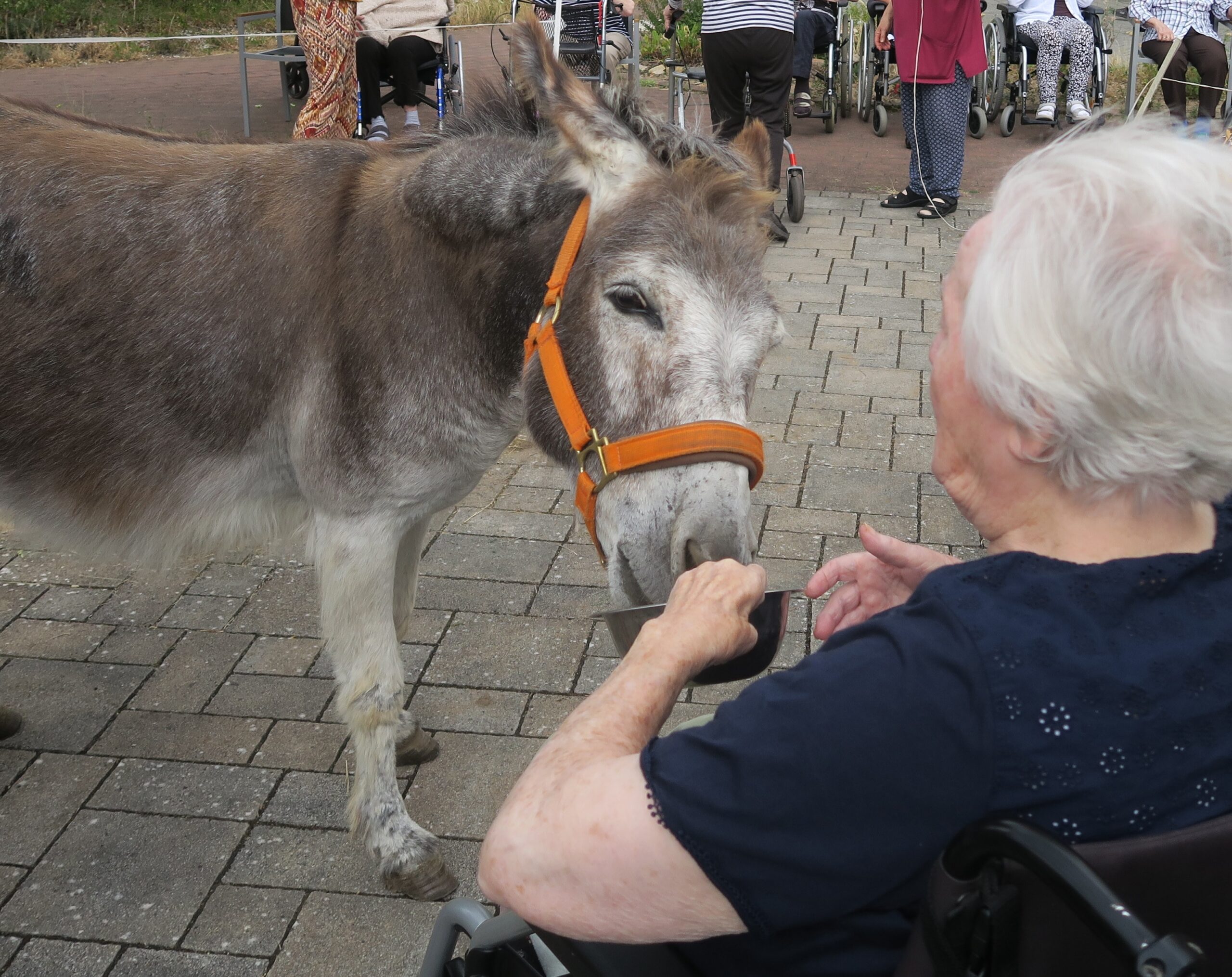 Seniorin füttert grauen Esel