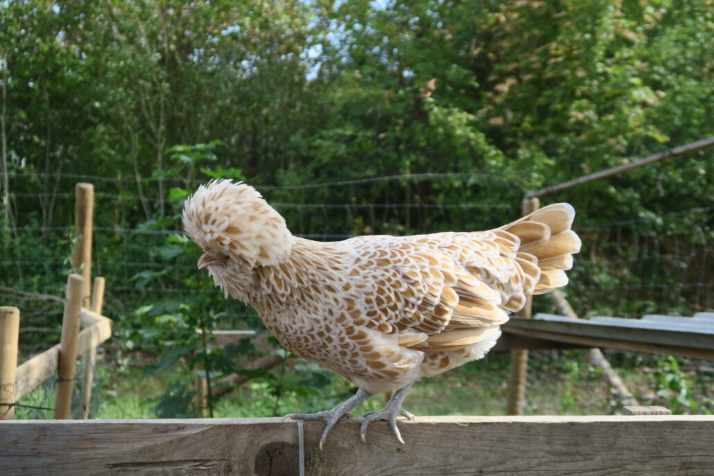 Das Bild zeigt ein Huhn in einem weiß und hellbraunem Federkleid. Auf dem Kopf trägt es einen Federpuschel. Das Huhn sitzt auf einem Holzzaun. Es ist von der Seite zusehen. Im Hintergrund sind grüne Bäume und Büsche.