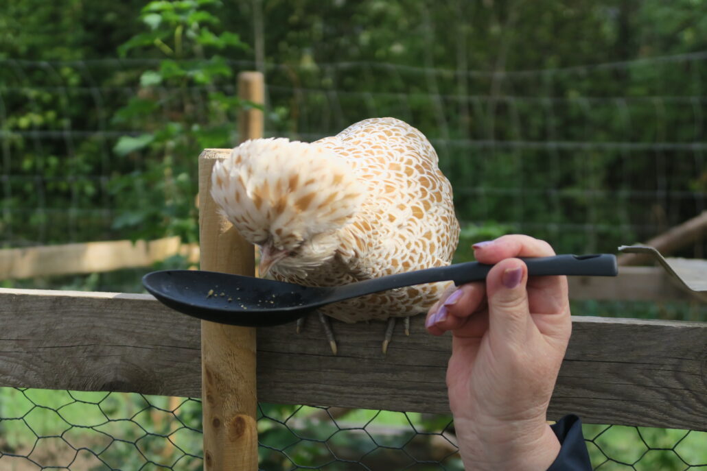 Das Bild zeigt ein Huhn mit einem weiß und hellbraunem Federkleid. Es sitzt auf einem Holzzaun und pickt Hühnerfutter aus einem Löffel. Der Löffel wird von einer Frauenhand gehalten